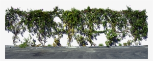 Vines On Wall Png
