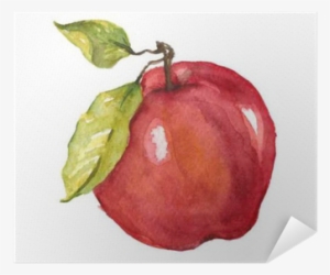 Apple Fruit Drawing Watercolor
