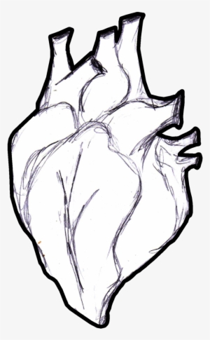 Clip Freeuse Stock Real Human Heart Drawing At Getdrawings - Drawing