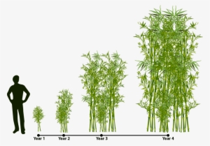 Bamboo Multiplication Chart - Gracilis Bamboo