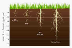 Length Of Turf Root