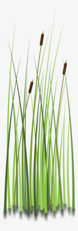 Sweet Grass Clipart - Moore Haven