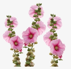 Hollyhock - Мальва Пнг
