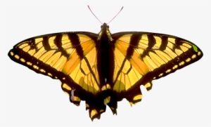 Butterfly Png Image - Butterfly