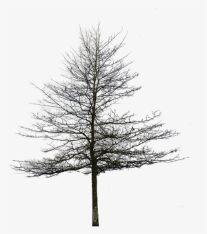 10 Tree Png Images For Architecture, Landscape, Interior - Transparent Background Snow Trees Png
