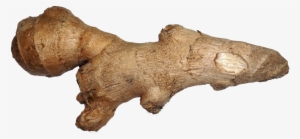 File - Ginger - Ginger