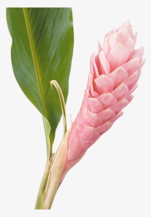Cat Ginger - Ginger Flower Png