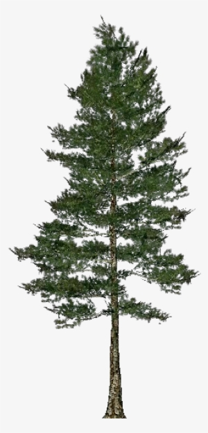 Arbol Pino Png
