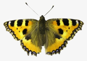 Isolated Isolated,isolated Image,bug,background Removing, - Smoking Is Dangerous! Transform Your Life Now!