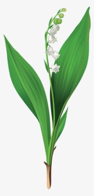 Gallery - Recent Updates - Lily Of The Valley Png