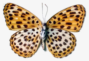 I Am A Leopard Leopard Butterfly - Real Butterflies Png Transparent