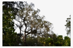 Royalty Free Transparentpng - Transparent Forest Png