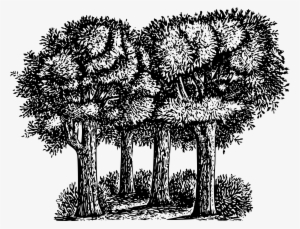 Forest Black And White Png - Trees Clip Art