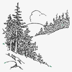 Pine Tree Sketch Png