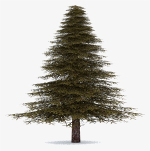 Fir-tree - Fir Tree Transparent