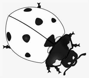 Ladybird Beetle Drawing Clip Art - Ladybug Symbol Black And White