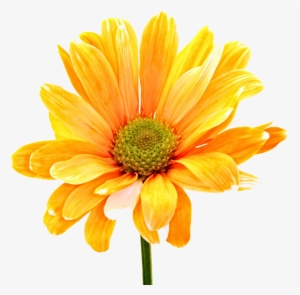 Colorful Flowers Png Orange Daisy - Young Women Value Choice And Accountability