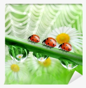 てんとう むし 待ち受け 花