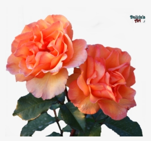 Flower By Makiskan On Beautiful Flowers Png Jpg Black - Flower Pngs