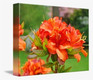 Clip Transparent Library Azaleas Orange Flowers Art