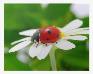 Ladybird Beetle