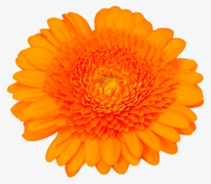 Gerbra, Isolated, Orange, Transparent, Blossom, Bloom - Orange Flower Transparent