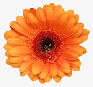 Go To Image - Orange Flower White Background