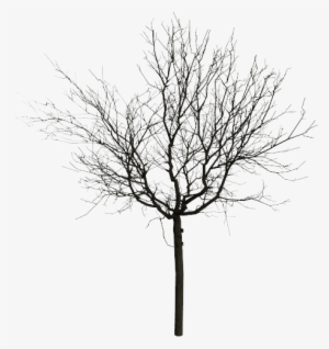 Walnut Mode 11 Walnut Mode 12 - Trees Black And White Png