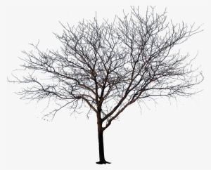 Winter Tree Png Transparent Library - Tree No Leaves Png