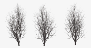 Transparent Trees Winter - Winter Tree Silhouette Png