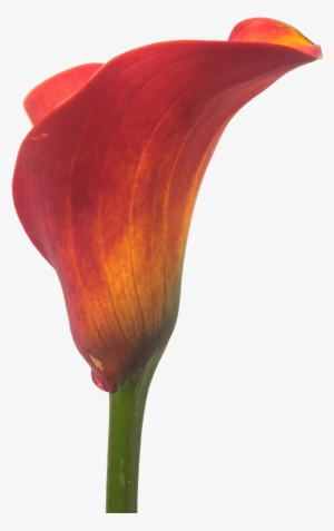Calla Trinity - Flower