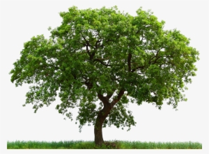 Connecticut State Tree White Oak Clipart - White Oak Tree Transparent