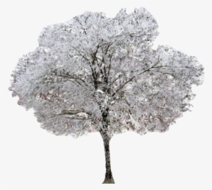 Winter Dogwood Tree - Keyword Research