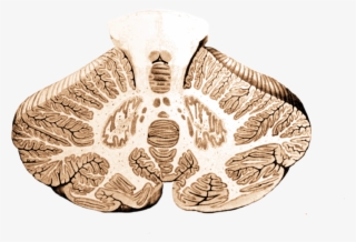 Cerebellum Cross-section, Without Labels - Cerebellum Cross Section