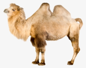 Camel Isolated Real Photo 300dpi, Camels, Reality, - Camel White Background
