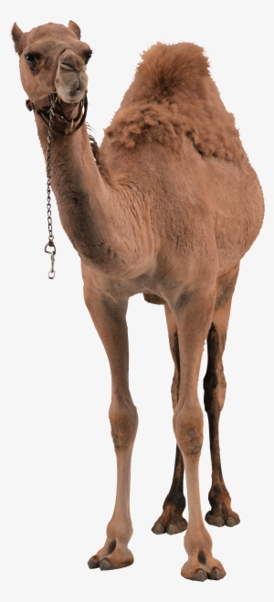 Camel Png Pic - Camel Png
