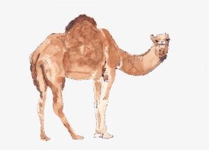 I Have Created Watercolor And Ink Illustrations For