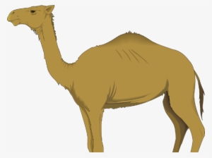 Montessoir Nomenclature Cards - Transparent Background Camels Clipart