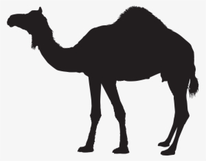 Camel Png