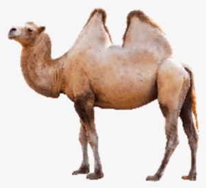 Montessori Phonics Initial Sound Cards