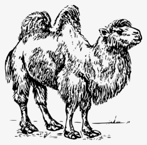Camel 01 Clipart Png