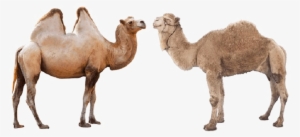 Camel Png High-quality Image - 2 Types Of Camel