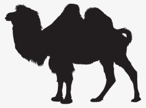 Camel Three - Camel Silhouette