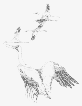 Geese Copy - Sketch