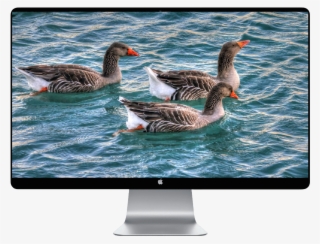 Background Birds With Nature