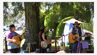 Valley Of The Moon Vintage Festival - Tree