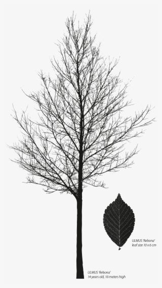 Ulmus 'rebona' Street • References - Oak