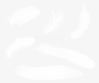 Download Feather Png Images Background - Перья Png