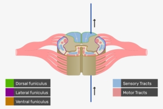 An Image Showing The Sensory Tract Action Potential - Lateral Funiculus