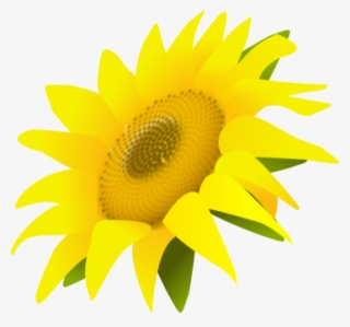 Sunflower Png Free Download - Common Sunflower